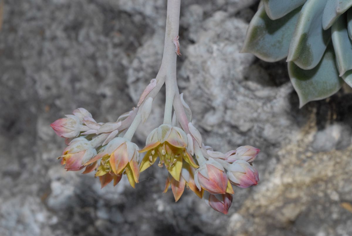 Crassulaceae Echeveria multicaulis
