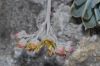image of Echeveria multicaulis