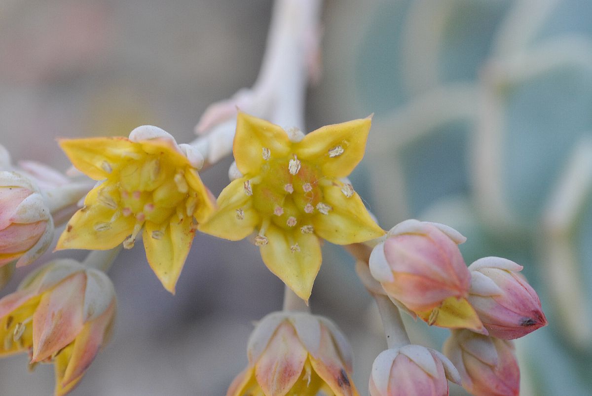 Crassulaceae Echeveria multicaulis