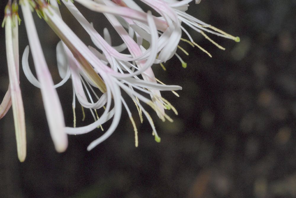 Rubiaceae Exostema lineatum