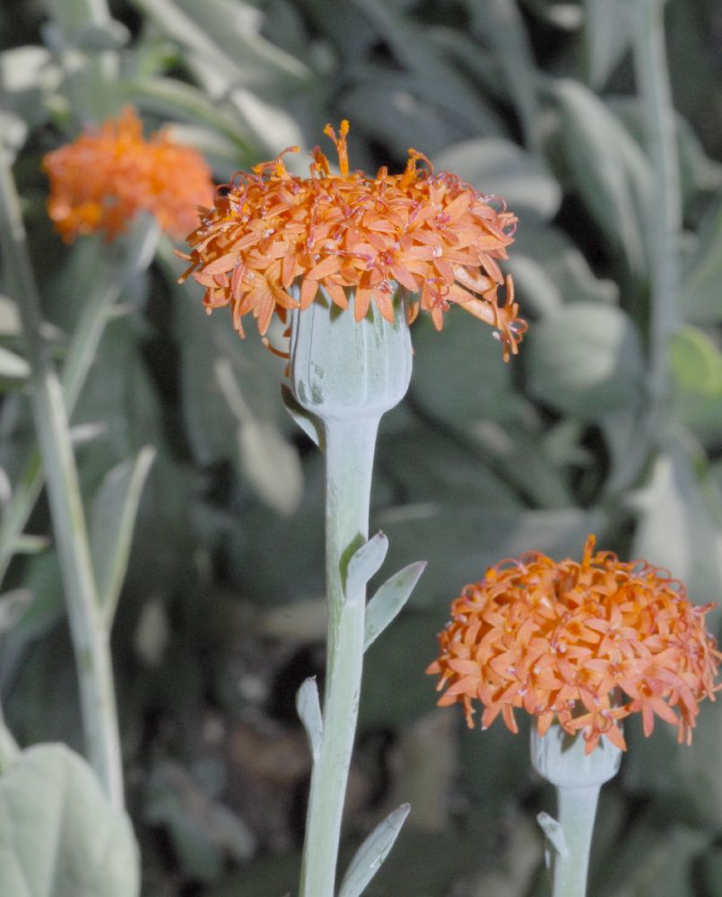 Asteraceae Kleinia fulgens