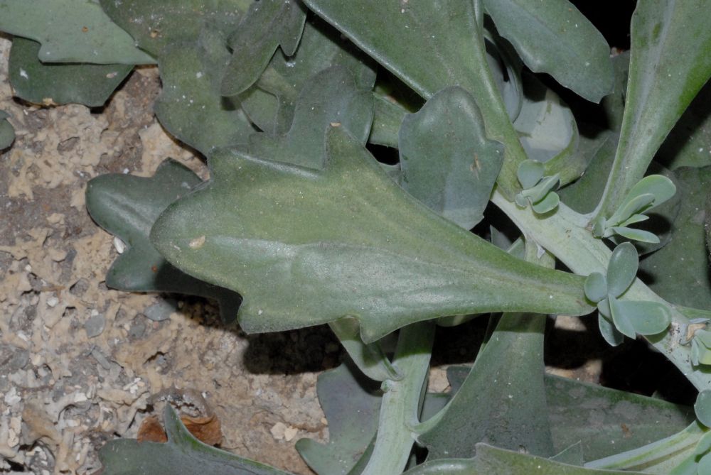 Asteraceae Kleinia fulgens