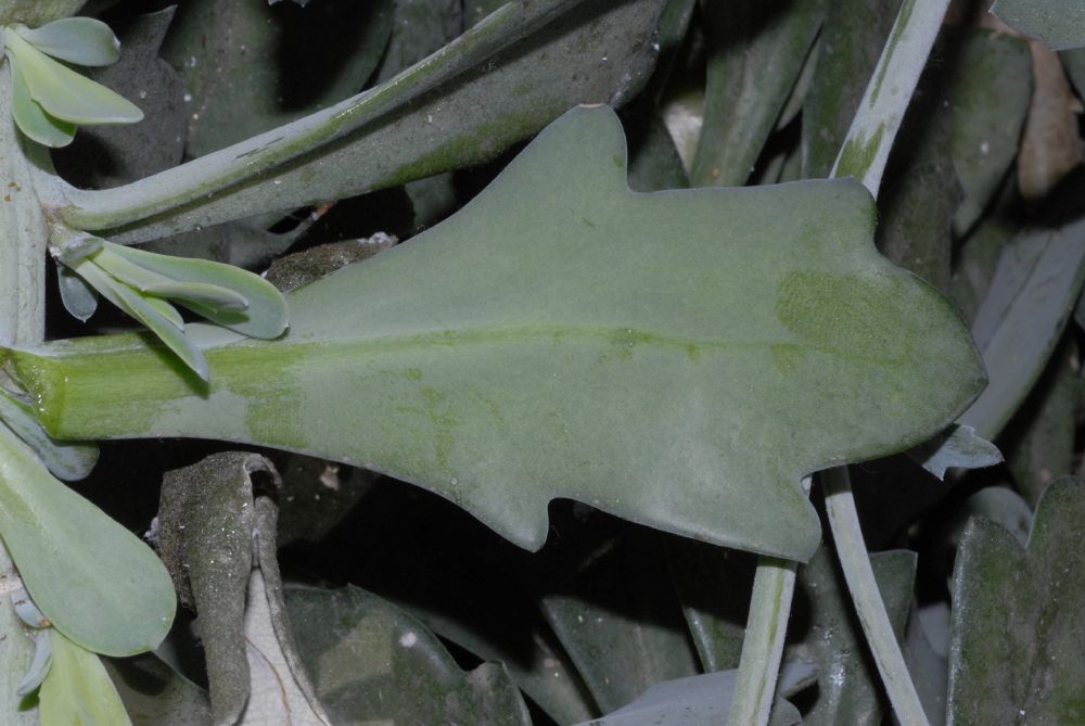 Asteraceae Kleinia fulgens