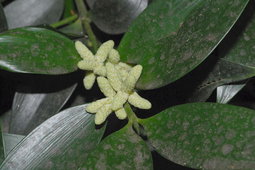Podocarpaceae Nageia nagi
