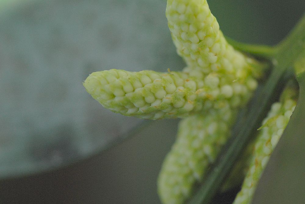 Podocarpaceae Nageia nagi