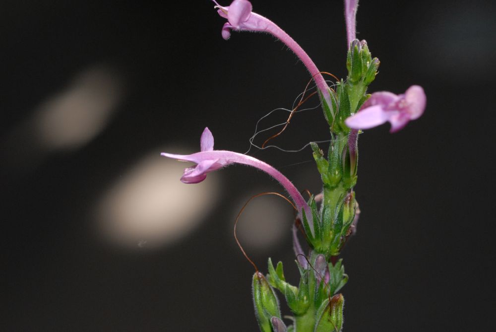Acanthaceae Sciaphyllum amoenum