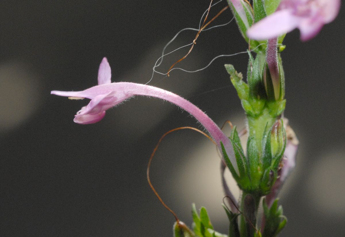 Acanthaceae Sciaphyllum amoenum