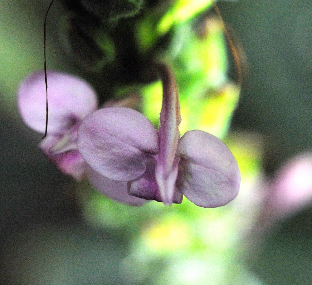 Acanthaceae Sciaphyllum amoenum