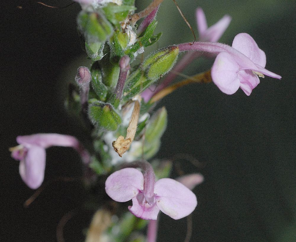Acanthaceae Sciaphyllum amoenum
