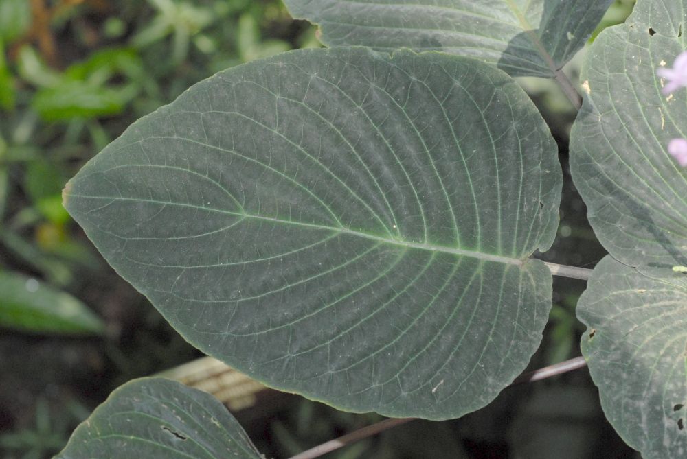Acanthaceae Sciaphyllum amoenum