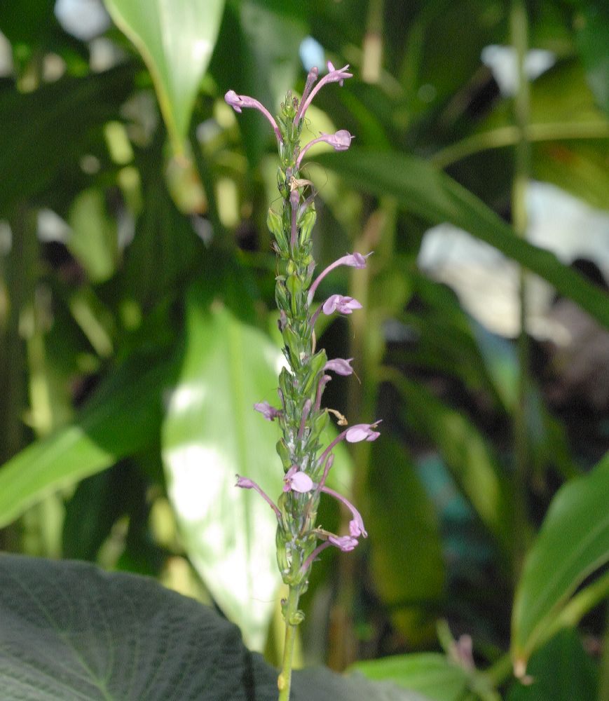 Acanthaceae Sciaphyllum amoenum