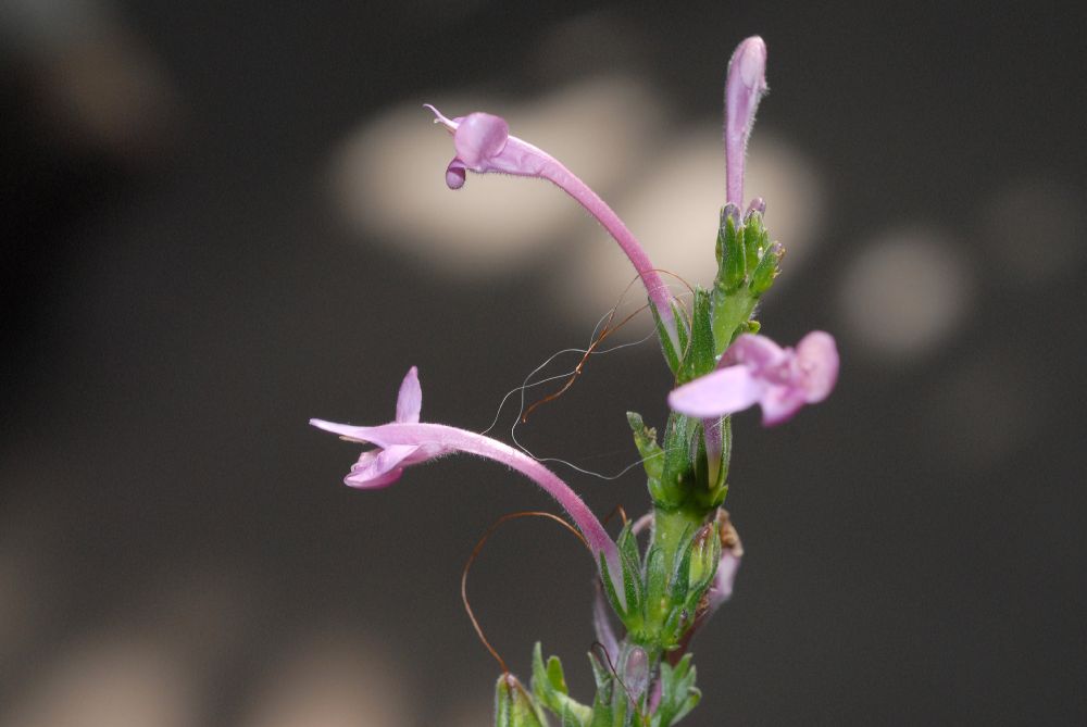 Acanthaceae Sciaphyllum amoenum