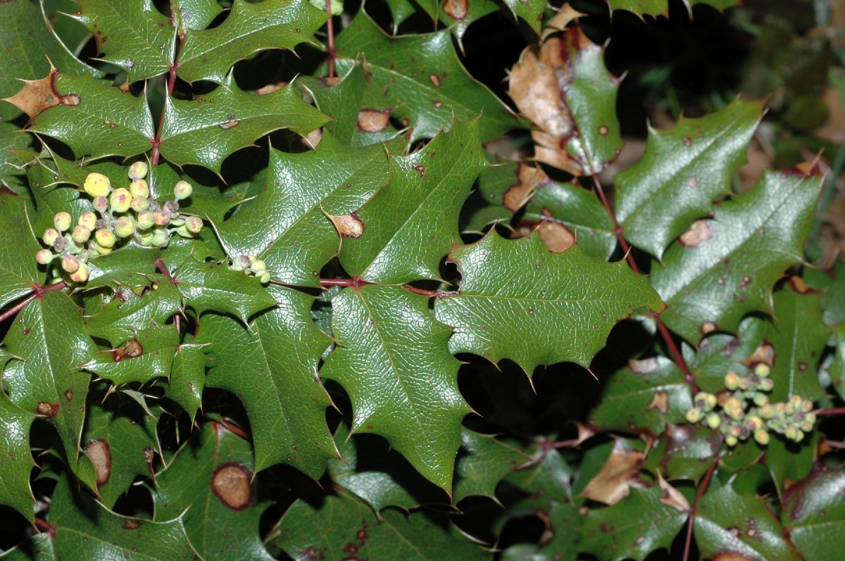 Berberidaceae Mahonia aquifolium