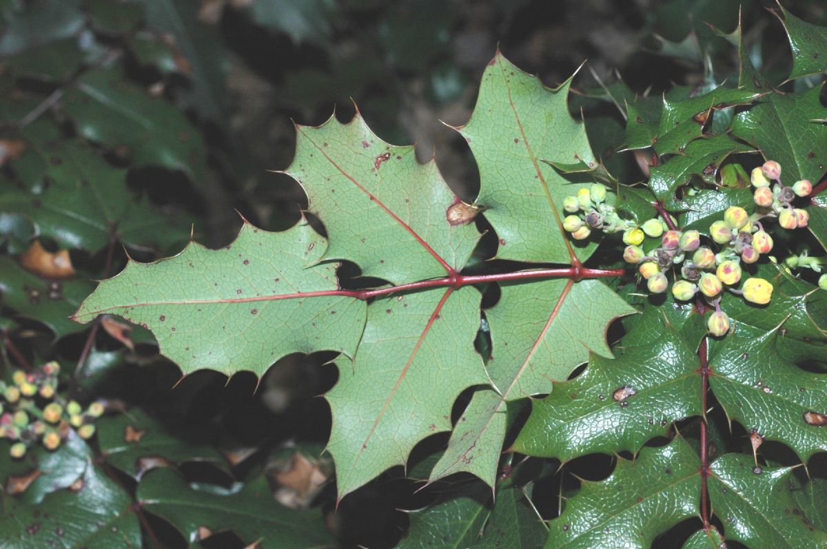 Berberidaceae Mahonia aquifolium