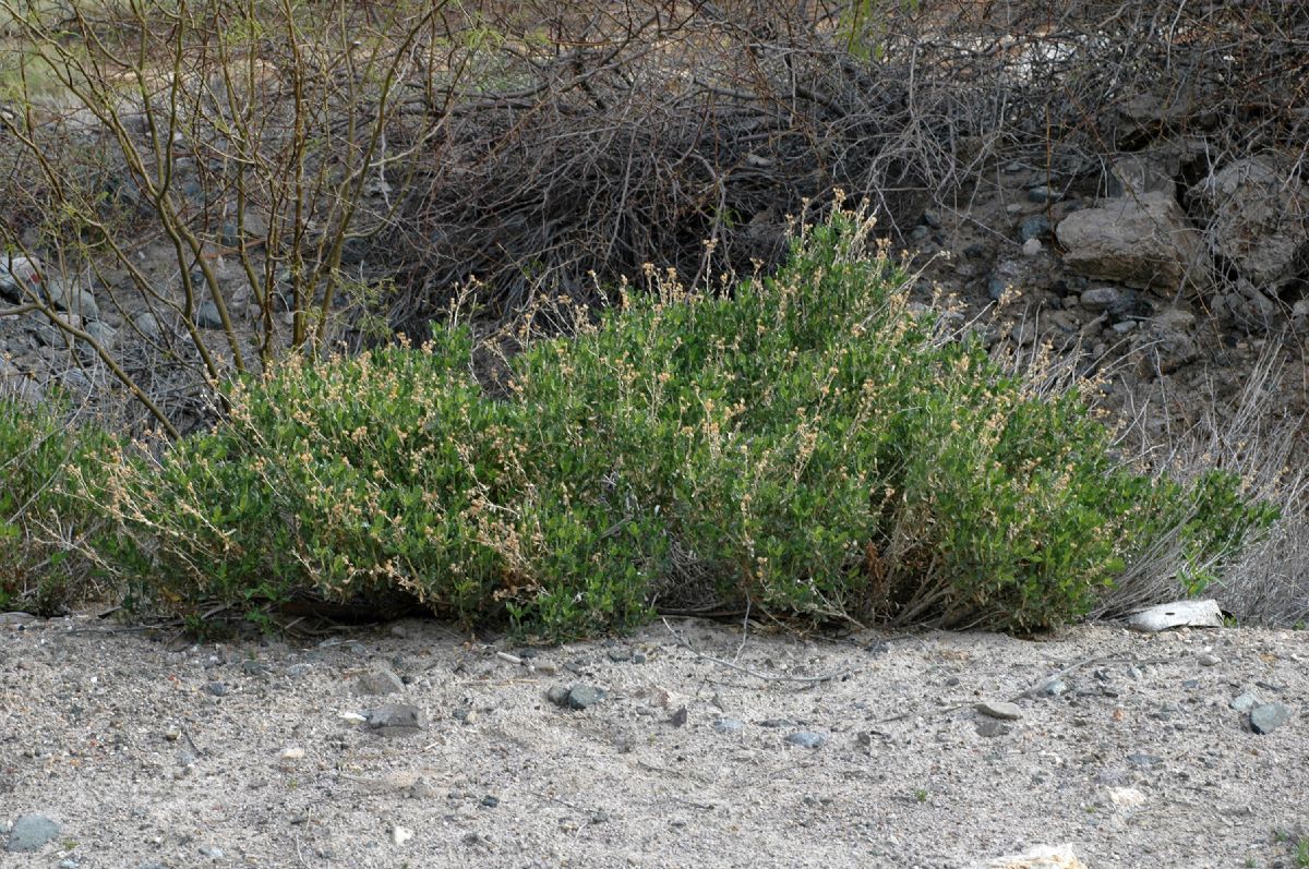 Asteraceae Isocoma acradenia