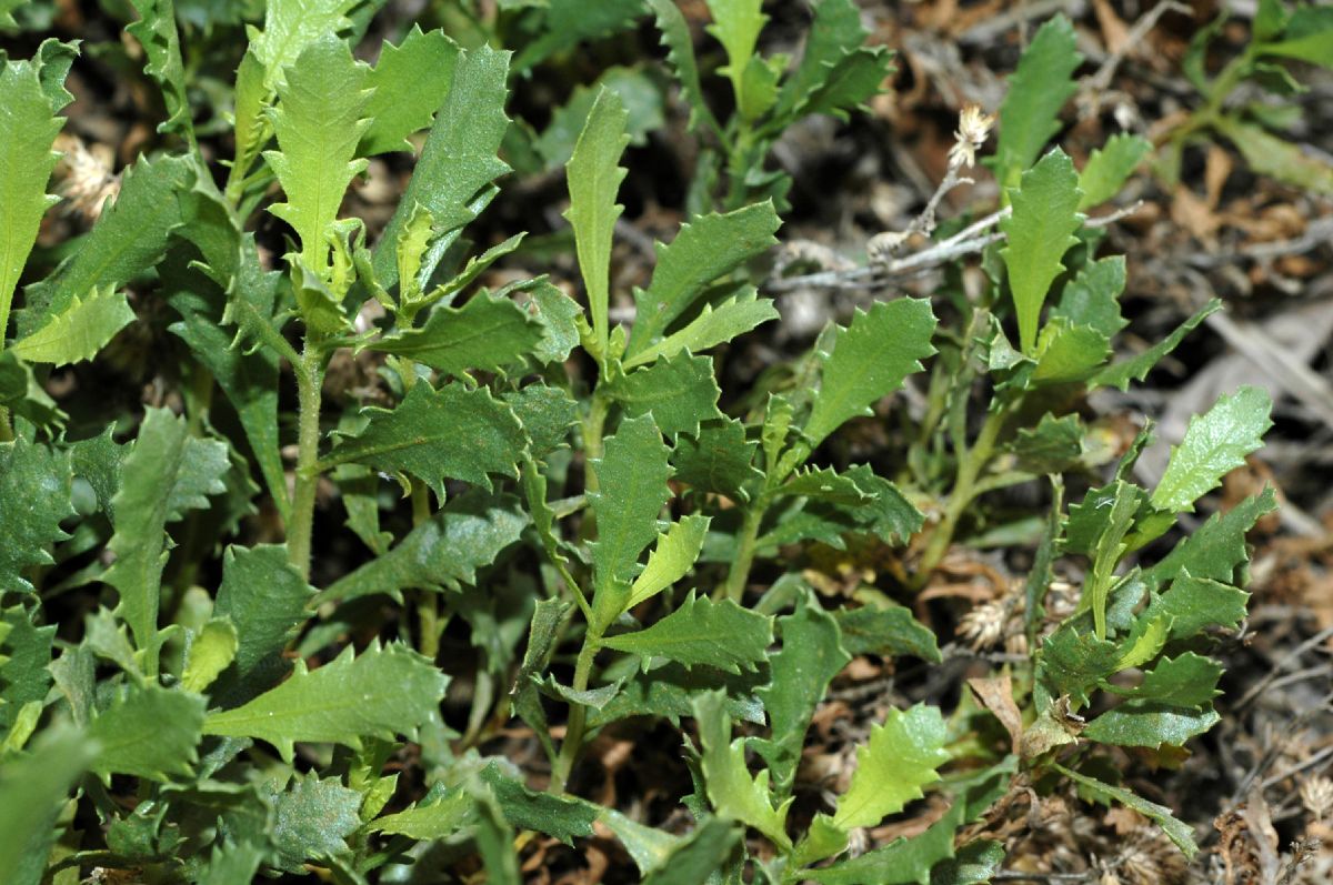 Asteraceae Isocoma acradenia