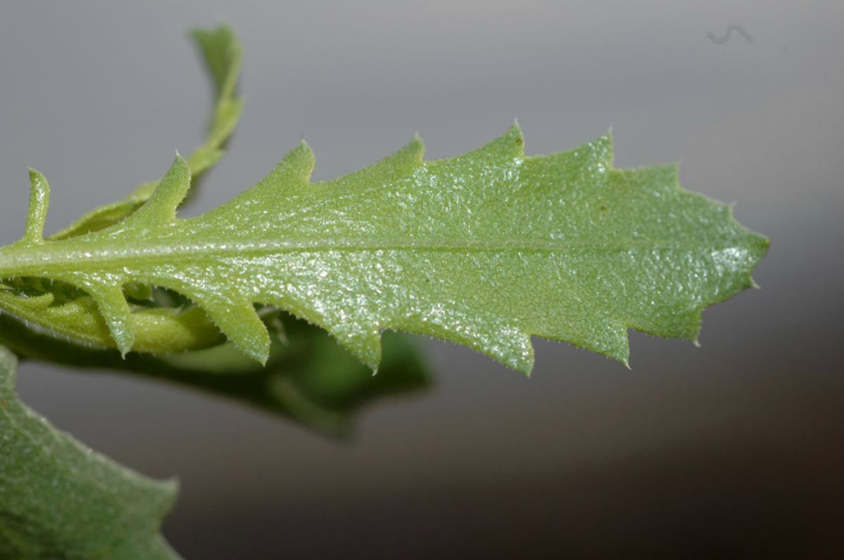 Asteraceae Isocoma acradenia