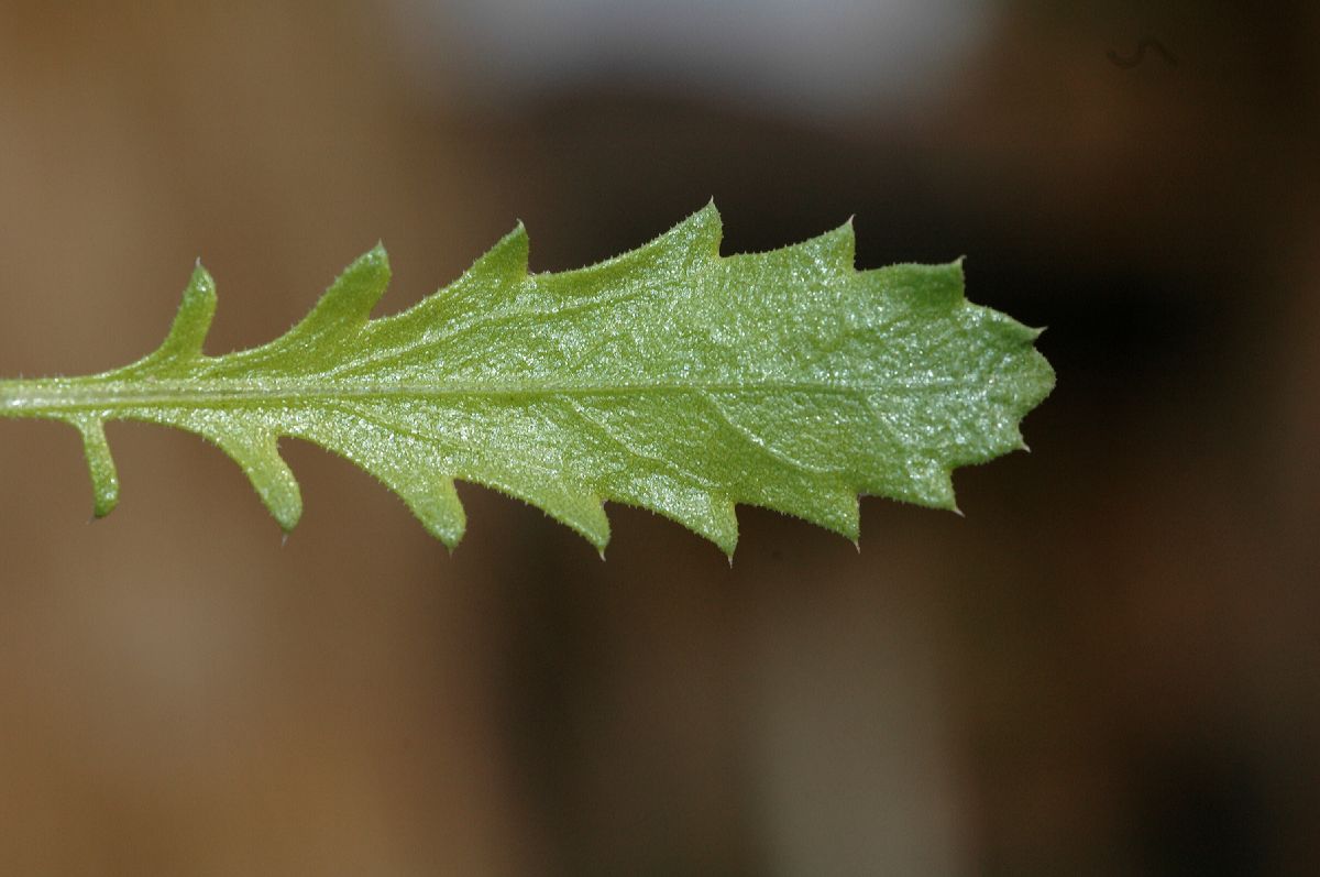 Asteraceae Isocoma acradenia