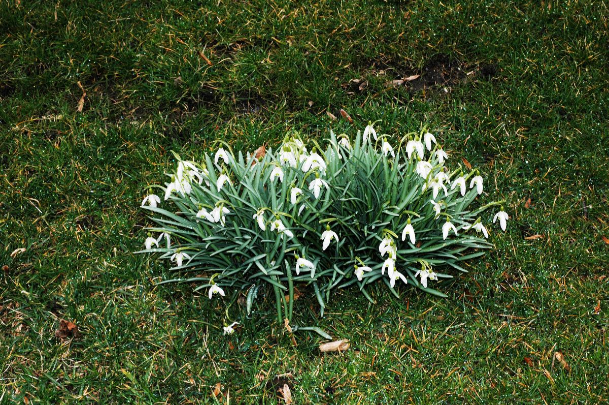 Amaryllidaceae Galanthus nivalis