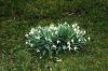 image of Galanthus nivalis