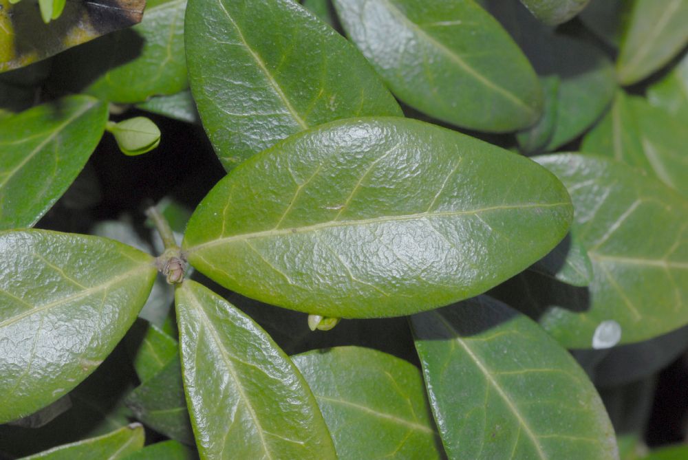 Apocynaceae Vinca minor