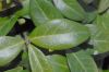 image of Vinca minor