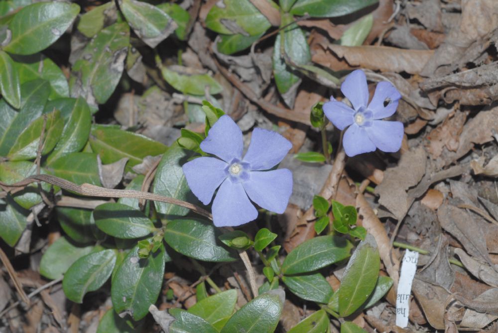 Apocynaceae Vinca minor