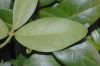 image of Vinca minor