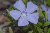 image of Vinca minor