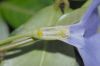 image of Vinca minor