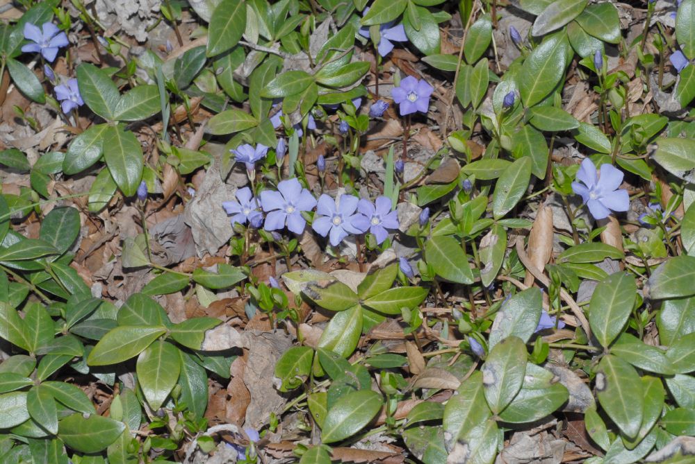 Apocynaceae Vinca minor