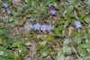 image of Vinca minor