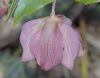 image of Helleborus orientalis