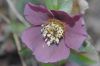 image of Helleborus orientalis