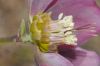 image of Helleborus orientalis
