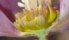 image of Helleborus orientalis