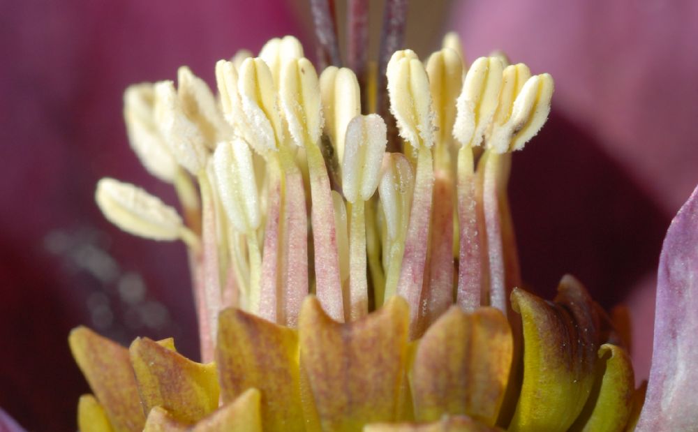 Ranunculaceae Helleborus orientalis