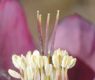 image of Helleborus orientalis