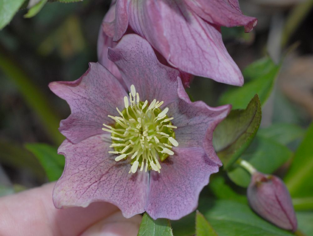 Ranunculaceae Helleborus orientalis