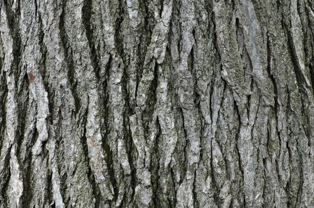 Altingiaceae Liquidambar styraciflua