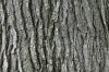 image of Liquidambar styraciflua