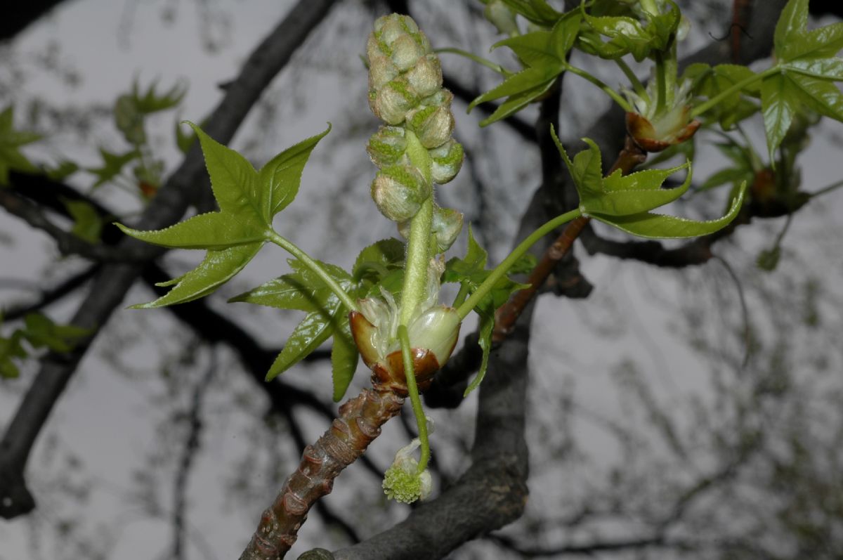 Altingiaceae Liquidambar styraciflua