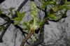 image of Liquidambar styraciflua