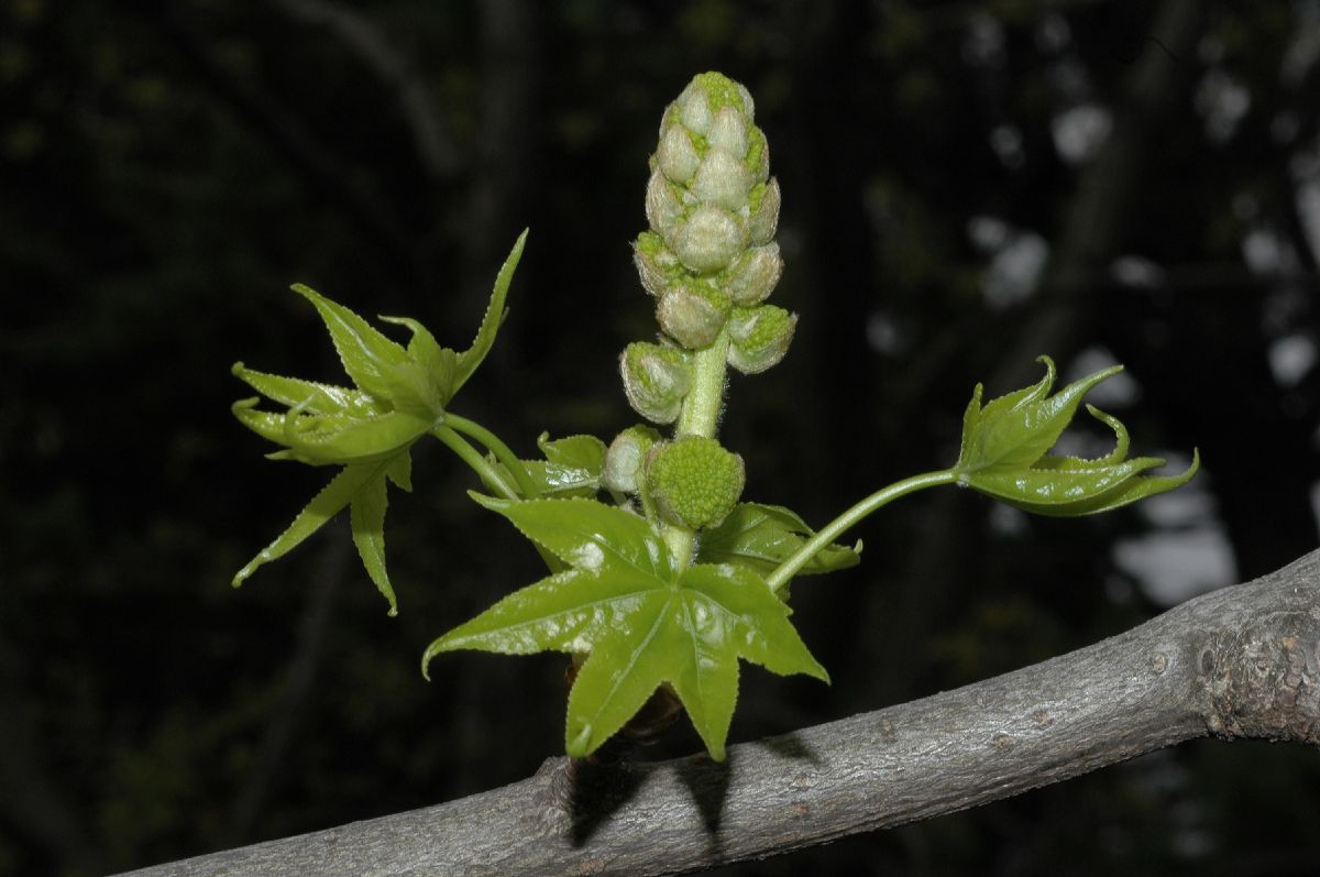 Altingiaceae Liquidambar styraciflua