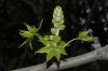 image of Liquidambar styraciflua