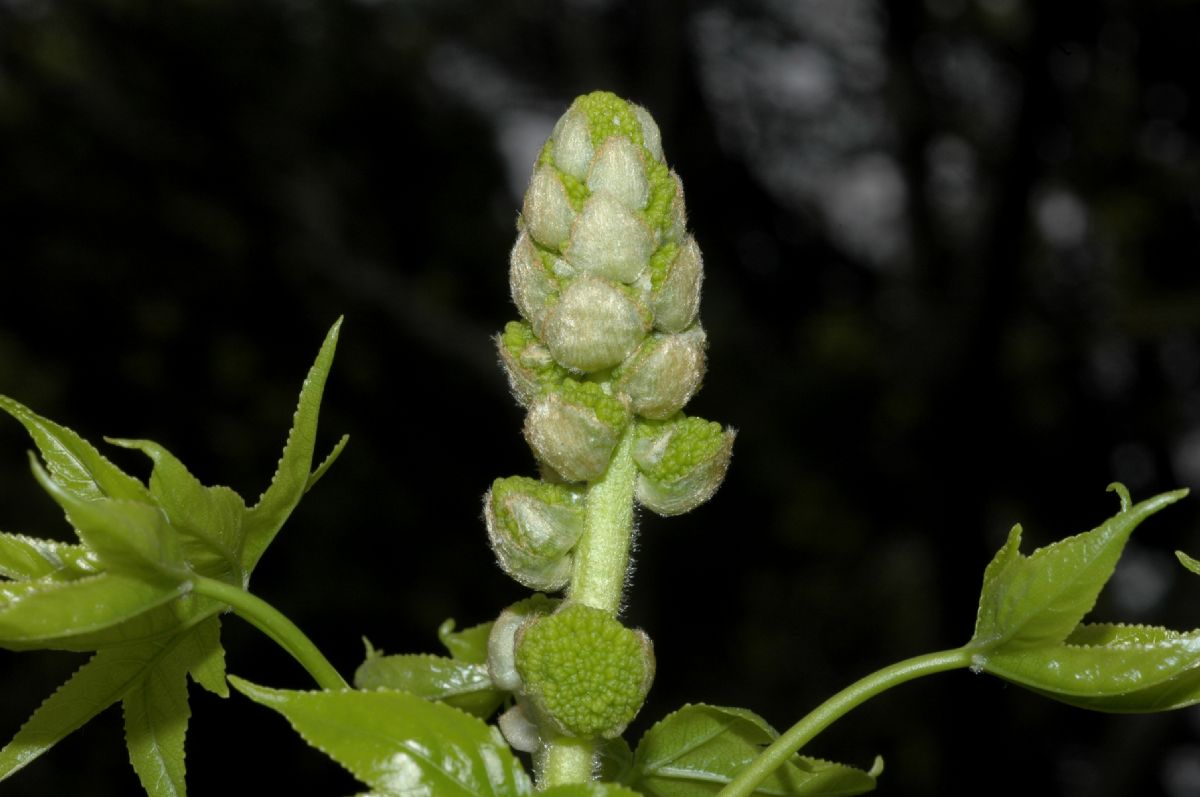 Altingiaceae Liquidambar styraciflua