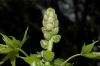 image of Liquidambar styraciflua