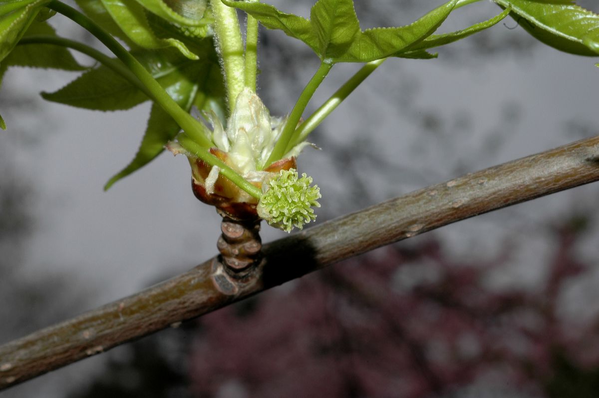 Altingiaceae Liquidambar styraciflua