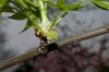image of Liquidambar styraciflua