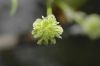 image of Liquidambar styraciflua